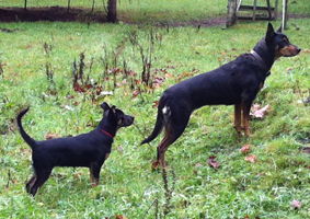 Karana Oz Mocha and Kramers Gidgee